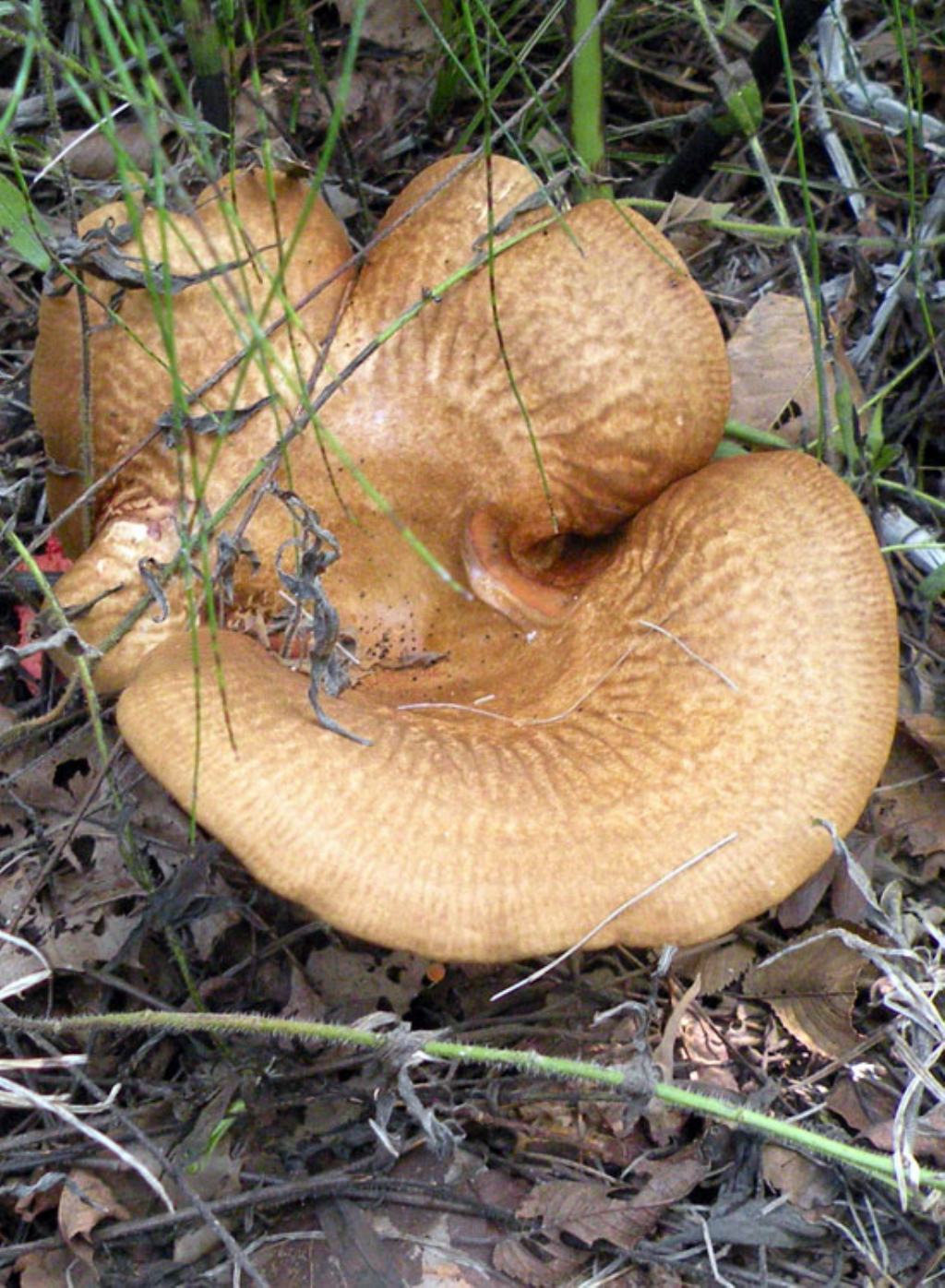 Paxillus rubicundulus?